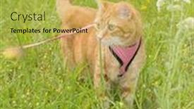  Presentation with leash - Cool new PPT theme with orange tabby cat on leash in tall grass looking to the left of the viewer attentively backdrop and a yellow colored foreground