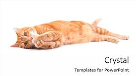  Presentation with dragonfly orange - Amazing presentation having beautiful kitty focus eye - orange tabby cat playing holding backdrop and a white colored foreground