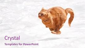  Presentation with snow cat - Slide deck featuring orange tabby cat running across background and a sky blue colored foreground