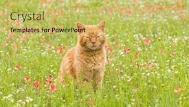  Presentation with orange - Audience pleasing slide set consisting of orange-tabby-cat-sitting backdrop and a yellow colored foreground