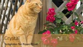  Presentation with railing - Amazing PPT layouts having orange tabby cat sitting on the outside of a wooden lattice railing with roses backdrop and a yellow colored foreground