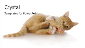  Presentation with hello kitty cute little kitten - Theme with orange tabby kitten laying down playing with reflection on white background background and a white colored foreground