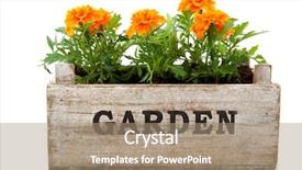  Presentation with container - PPT theme with orange tagetes in garden crate background and a coral colored foreground