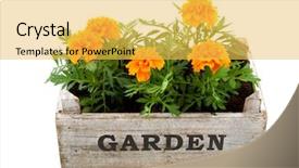  Presentation with garden - PPT theme consisting of orange tagetes in garden crate background and a yellow colored foreground