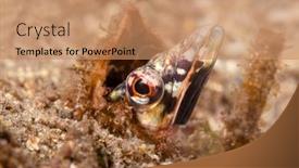  Presentation with orange - Theme enhanced with orange-throat-pike-blenny-found background and a coral colored foreground