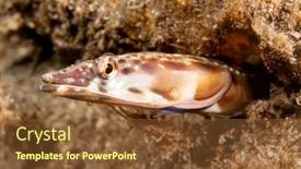  Presentation with worm - Beautiful theme featuring orange-throat-pike-blenny-found backdrop and a tawny brown colored foreground