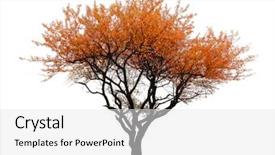  Presentation with white birch tree - Audience pleasing theme consisting of orange tree isolated on white backdrop and a  colored foreground