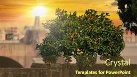  Presentation with rome italy - PPT layouts enhanced with orange-tree-on-the-palatino background and a tawny brown colored foreground