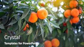  Presentation with citrus - PPT layouts enhanced with orange-tree-with-ripe-fruits background and a dark gray colored foreground