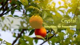  Presentation with citrus - Amazing PPT theme having orange-tree-with-ripe-fruits backdrop and a tawny brown colored foreground