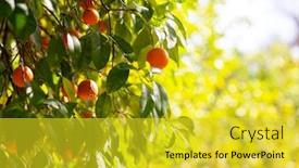 Presentation with citrus - Slide deck having orange-tree-with-ripe-fruits background and a yellow colored foreground