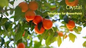  Presentation with citrus - Audience pleasing PPT theme consisting of orange-tree-with-ripe-fruits backdrop and a tawny brown colored foreground
