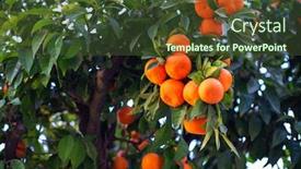  Presentation with tree - Cool new presentation theme with orange-tree-with-ripe-fruits backdrop and a tawny brown colored foreground