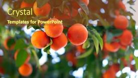  Presentation with citrus - PPT theme enhanced with orange-tree-with-ripe-fruits background and a tawny brown colored foreground