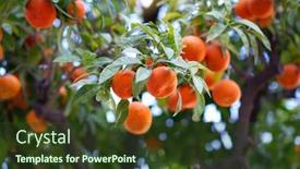  Presentation with tree - PPT theme having orange-tree-with-ripe-fruits background and a tawny brown colored foreground