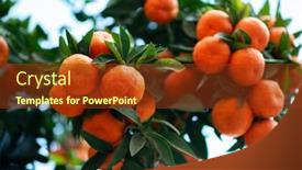  Presentation with tree - Theme featuring orange-tree-with-ripe-fruits background and a tawny brown colored foreground