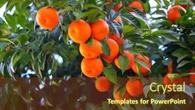  Presentation with tree - Slides enhanced with orange-tree-with-ripe-fruits background and a tawny brown colored foreground