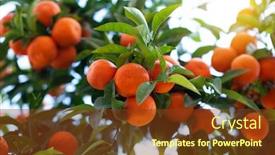  Presentation with tree - Amazing theme having orange-tree-with-ripe-fruits backdrop and a tawny brown colored foreground