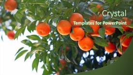 Presentation with citrus - Beautiful presentation featuring orange-tree-with-ripe-fruits backdrop and a tawny brown colored foreground