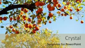  Presentation with citrus - Amazing slides having orange-tree-with-ripe-fruits backdrop and a yellow colored foreground
