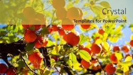  Presentation with tree - Beautiful PPT theme featuring orange-tree-with-ripe-fruits backdrop and a yellow colored foreground