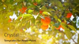  Presentation with fruits - PPT theme having orange-tree-with-ripe-fruits background and a yellow colored foreground