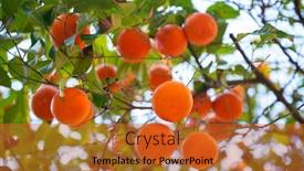  Presentation with citrus - Audience pleasing slides consisting of orange-tree-with-ripe-fruits backdrop and a red colored foreground