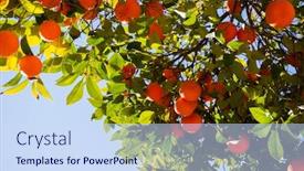  Presentation with tree - Slides enhanced with orange-tree-with-ripe-fruits background and a sky blue colored foreground
