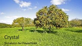  Presentation with fruit trees - Beautiful theme featuring orange trees full of oranges backdrop and a gold colored foreground