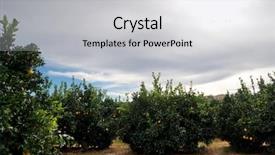  Presentation with plantation - Presentation design consisting of orange trees plantation with ripe background and a light gray colored foreground