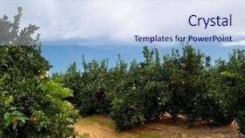  Presentation with plantation - PPT theme featuring orange trees plantation with ripe background and a  colored foreground