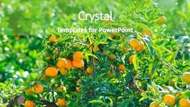  Presentation with plantation - Presentation design with orange-trees-with-fruits background and a seafoam green colored foreground