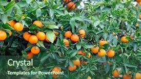  Presentation with fruit trees - Amazing PPT theme having orange trees with fruits backdrop and a ocean colored foreground