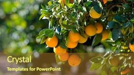  Presentation with fruit trees - Colorful theme enhanced with orange trees with fruits backdrop and a tawny brown colored foreground