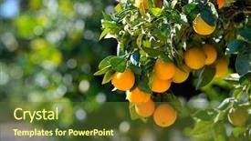  Presentation with fruit trees - Beautiful slide deck featuring orange trees with fruits backdrop and a tawny brown colored foreground