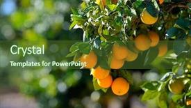  Presentation with fruit trees - Colorful PPT layouts enhanced with orange trees with fruits backdrop and a tawny brown colored foreground