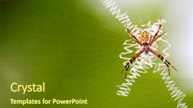  Presentation with spider web - Colorful presentation theme enhanced with orange tropical spider sitting over spider web backdrop and a tawny brown colored foreground