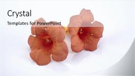  Presentation with trumpet - Amazing presentation having orange trumpet vine backdrop and a cool aqua colored foreground