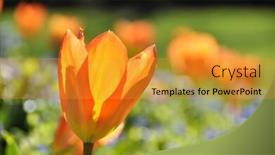  Presentation with tulip - Slide deck having orange-tulip background and a gold colored foreground