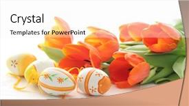  Presentation with orange peel isolated - Cool new theme with orange tulips isolated on white backdrop and a white colored foreground