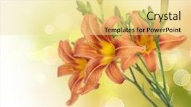  Presentation with flowers border - Cool new presentation design with orange white - lily flowers border design summer backdrop and a blonde colored foreground
