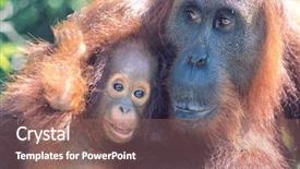  Presentation with animal - Theme with orangutan embracing young close-up background and a coral colored foreground