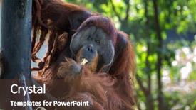  Presentation with sugar cane - Slide deck featuring orangutan feeding on sugar cane background and a tawny brown colored foreground