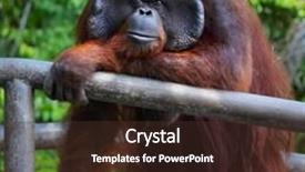  Presentation with zoo laut - Beautiful slide deck featuring woman s hands typing backdrop and a coral colored foreground