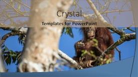 Presentation with trees - Theme consisting of orangutan-in-borneo-living background and a coral colored foreground
