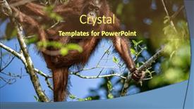  Presentation with trees - Slide deck enhanced with orangutan-in-borneo-living background and a tawny brown colored foreground