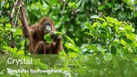  Presentation with trees - Presentation featuring orangutan-in-borneo-living background and a tawny brown colored foreground