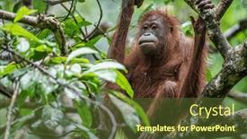  Presentation with trees - Slide set consisting of orangutan-in-borneo-living background and a tawny brown colored foreground
