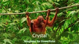  Presentation with rainforest - Presentation design featuring orangutan in rainforest background and a tawny brown colored foreground