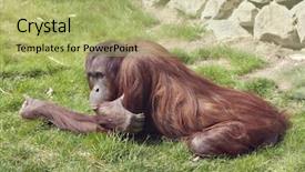  Presentation with zoo - Slide set having orangutan in zoo lying on grass background and a mint green colored foreground